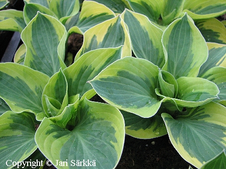 Hosta Tarhafunkia-Ryhm 'Brim Cup', jalokuunlilja